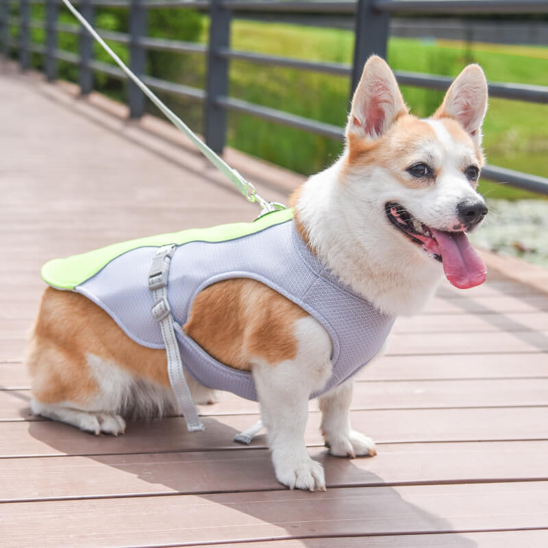 Koelvest voor honden