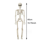 Halloween Decoratie: Menselijk Skelet 40 cm - Realistisch Skelet voor Enge Decoratie